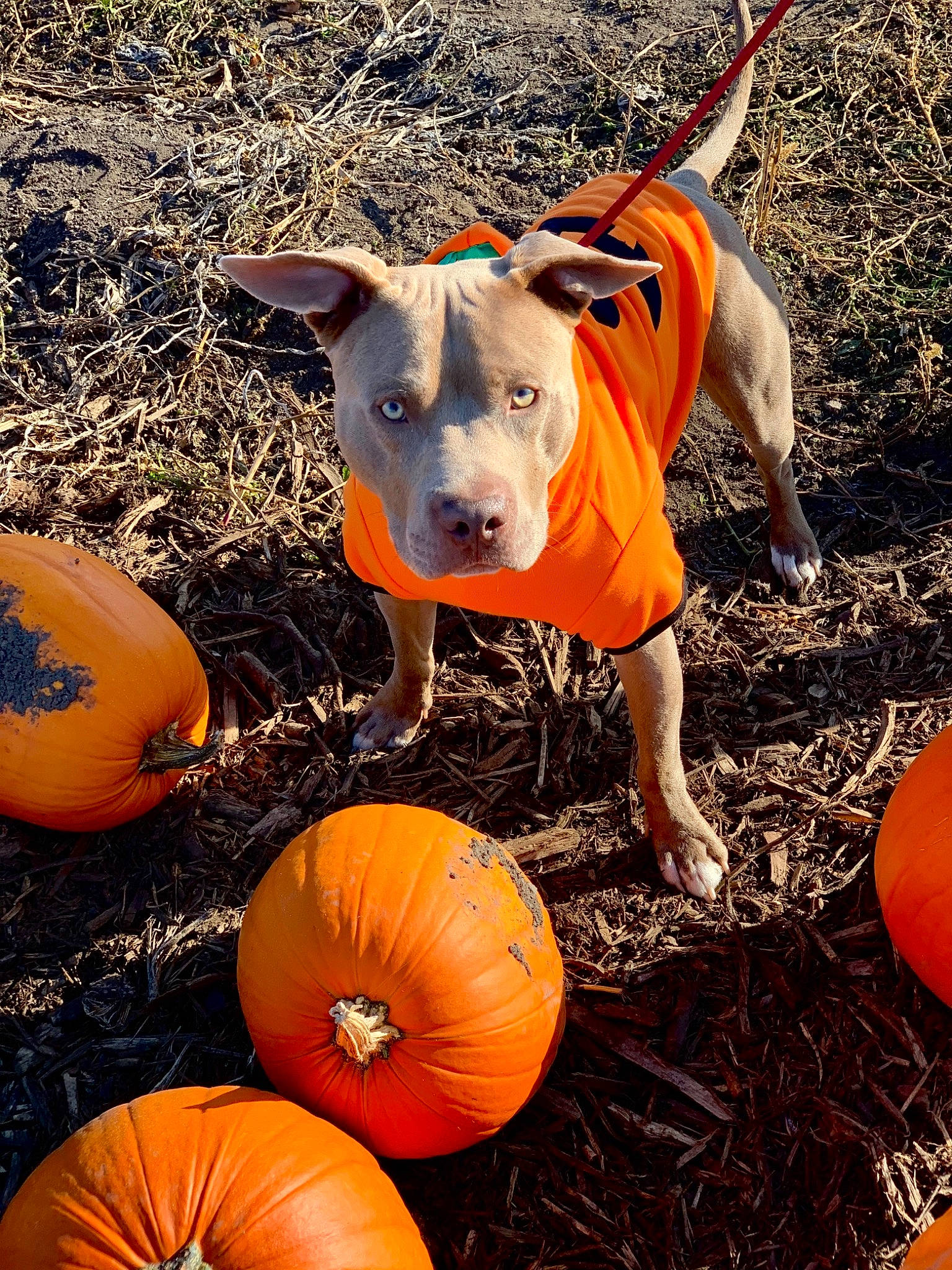 Kimbo joined the competition — help win amazing prizes! calabaza, carnivore, companion_dog, cucurbita, dog, dog_breed, fawn, gourd, grass, local_food, natural_foods, orange, pumpkin, snout, soil, squash, terrestrial_animal, vegetable, winter_squash, working_animal
