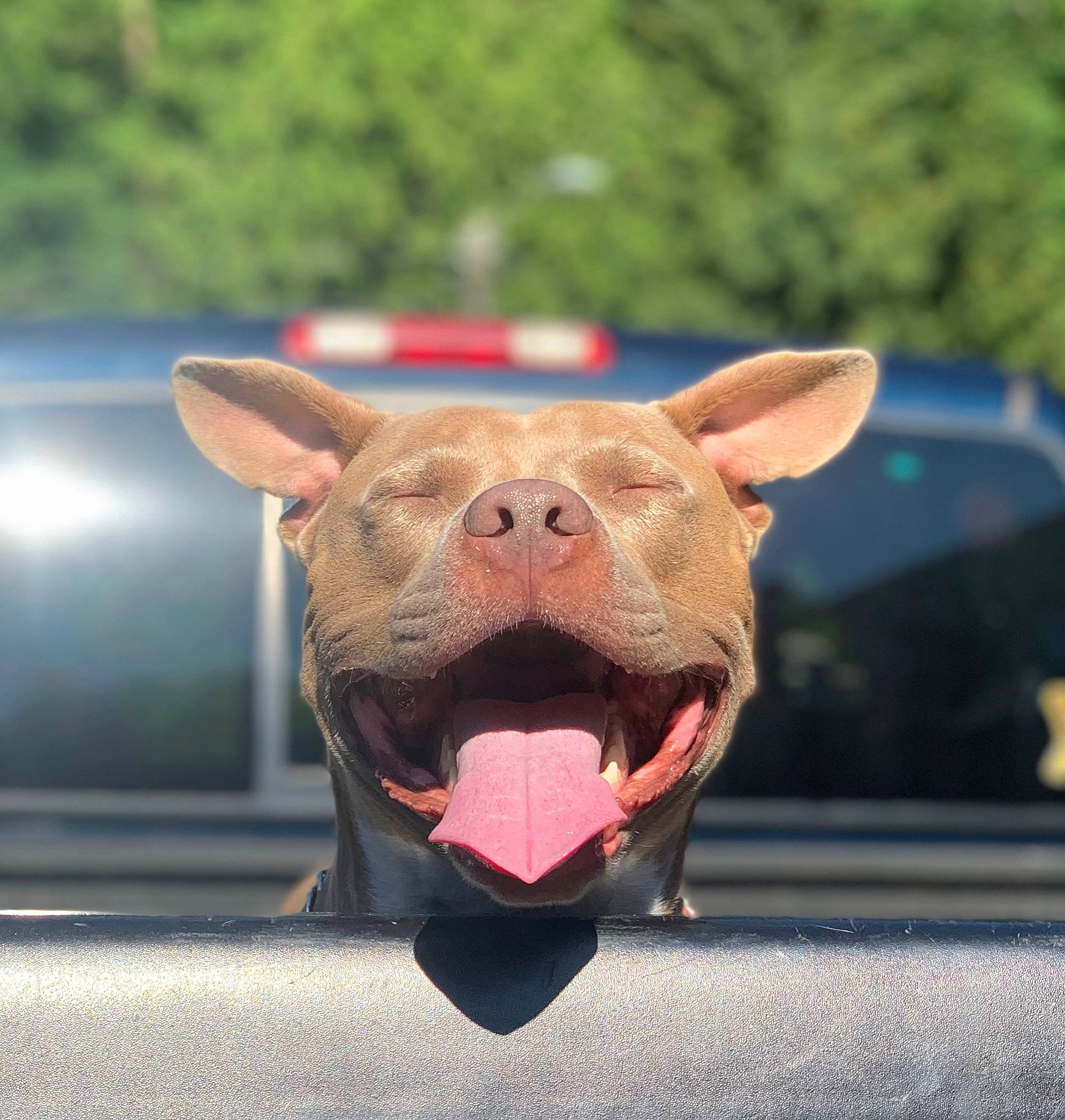 Kimbo joined the competition — help win amazing prizes! canidae, carmine, carnivore, dog_breed, domestic_pig, electric_blue, eye, fang, fawn, felidae, grass, head, human_body, jaw, sculpture, snout, suidae, terrestrial_animal, whiskers, working_animal