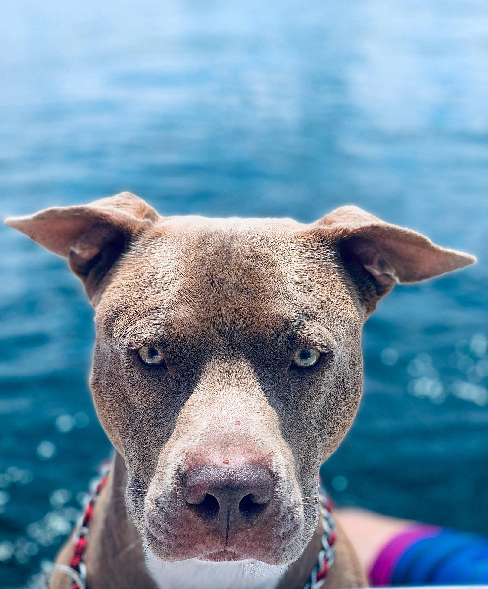 Kimbo joined the competition — help win amazing prizes! ancient_dog_breeds, canidae, carnivore, collar, companion_dog, dog, dog_breed, dog_collar, electric_blue, fawn, guard_dog, non_sporting_group, snout, sporting_group, terrestrial_animal, terrier, water, whiskers, working_animal, working_dog