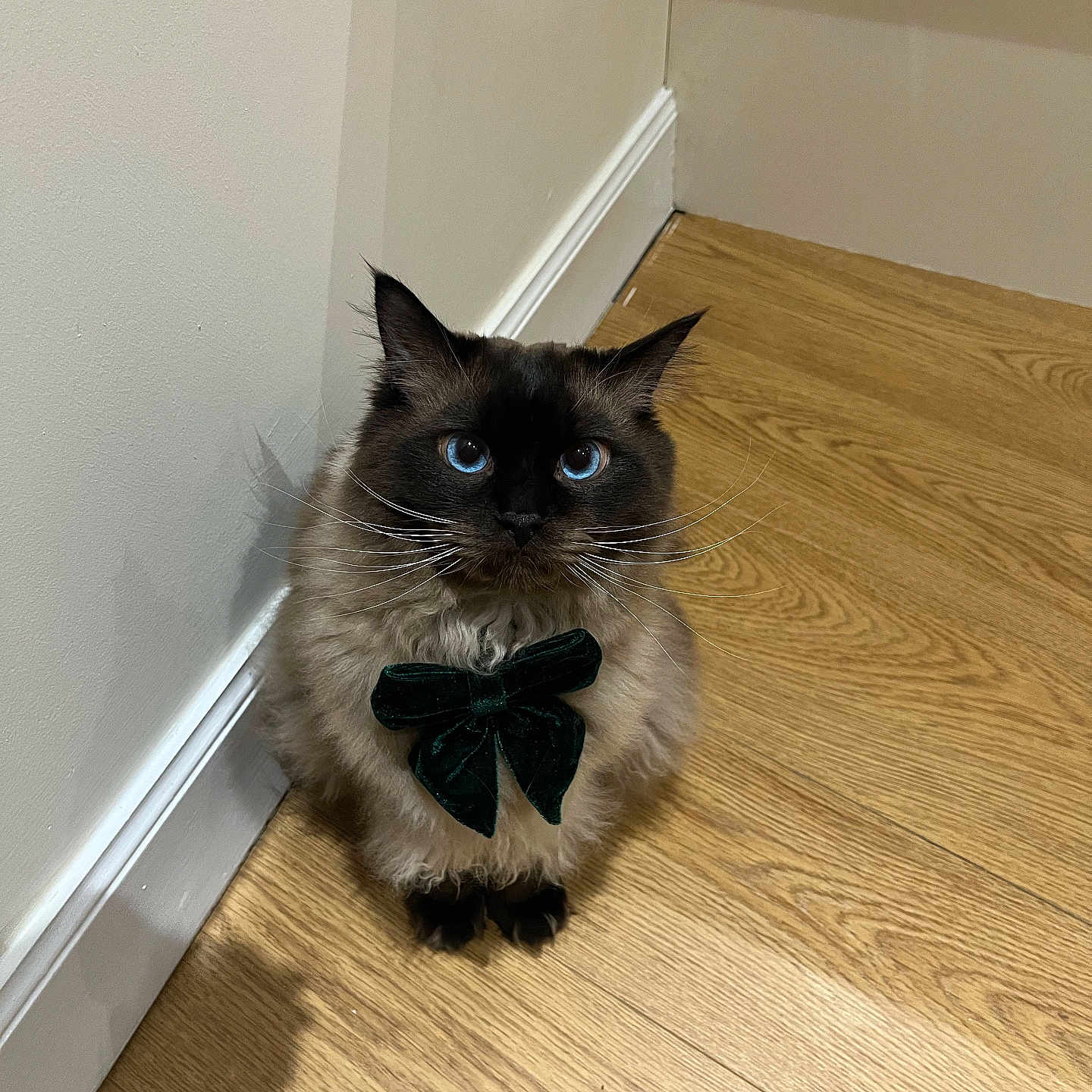 Frank is registered to the contest to win money with this photo: accessories, animal, bowtie, canine, cat, dog, formalwear, hardwood, indoors, interiordesign, kitten, manx, pet, plywood, puppy, siamese, stainedwood, strap, tie, wood