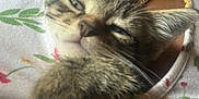 Megatron joined the competition — help win amazing prizes! animal, cat, closeup, comfort, cozy, cute, floral_pattern, fur, gold_chain, indoor, kitten, necklace, paw, pet, resting, shirt, sleepy, tabby, whiskers, young
