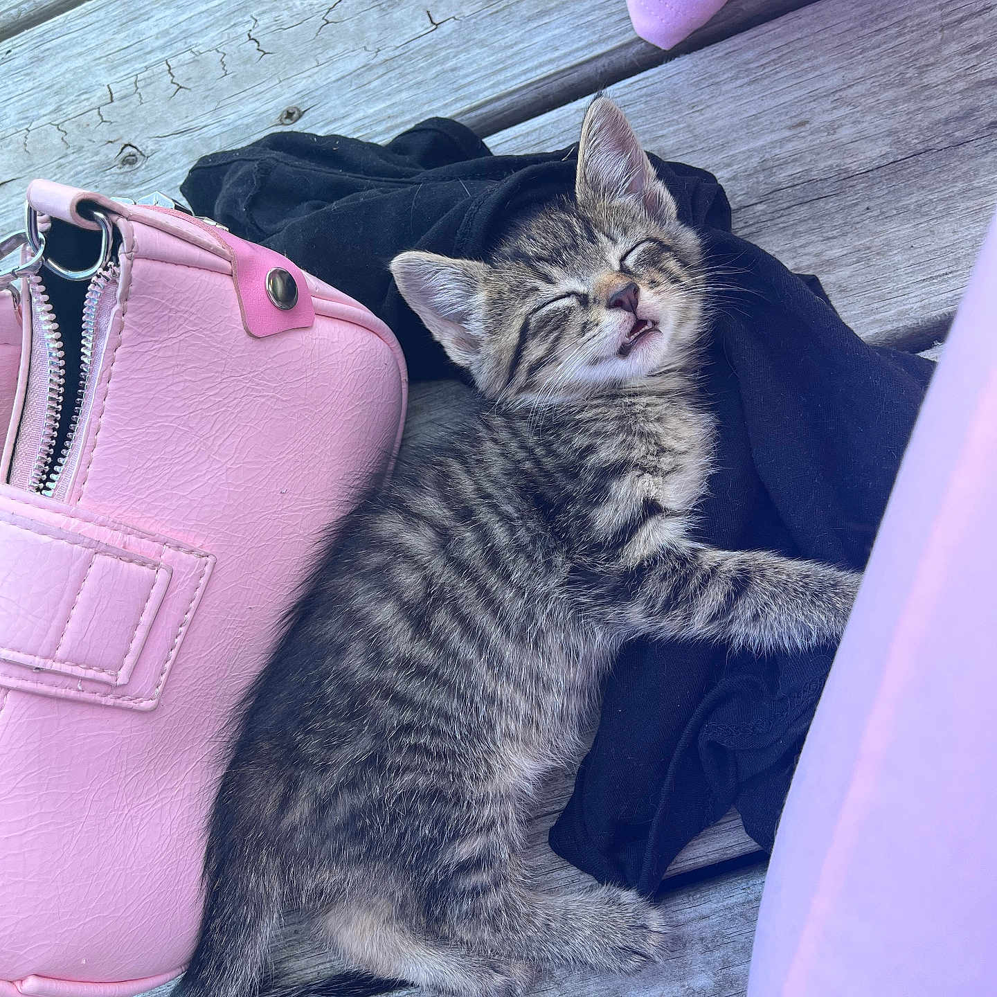 Megatron joined the competition — help win amazing prizes! animal, black_cloth, cat, closeup, cute, domestic, fabric, fur, kitten, mammal, outdoor, pet, pink, purse, resting, sleeping, small, tabby, wooden_deck, young