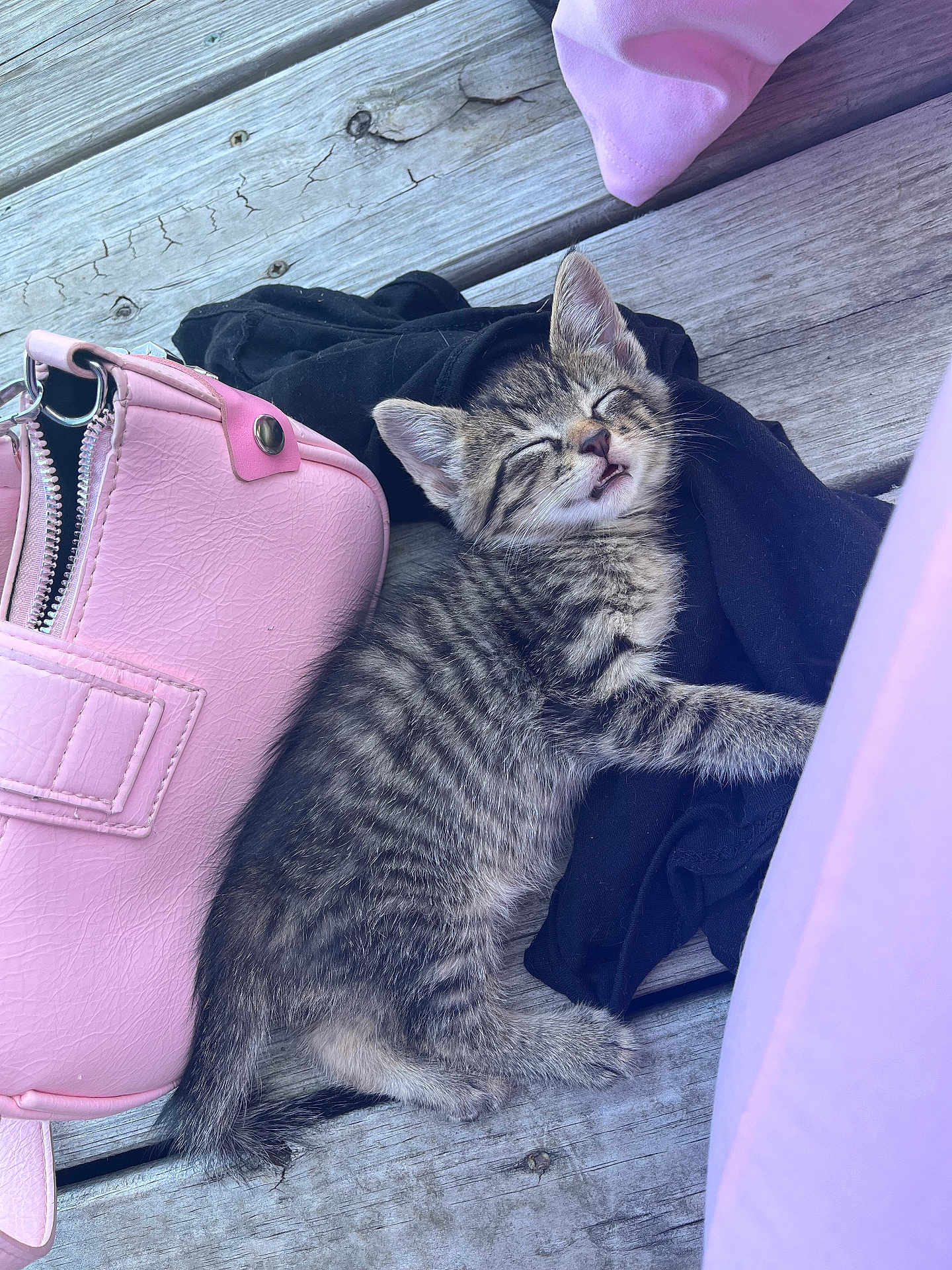 Megatron joined the competition — help win amazing prizes! animal, black_cloth, cat, closeup, cute, domestic, fabric, fur, kitten, mammal, outdoor, pet, pink, purse, resting, sleeping, small, tabby, wooden_deck, young