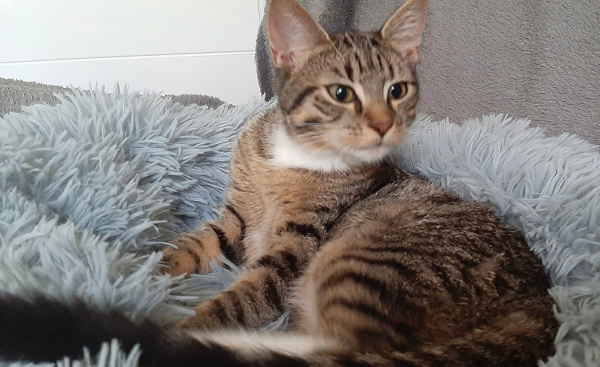 Glue a rejoint le concours — aidez-le/la à gagner de superbes lots ! carnivore, cat, claw, comfort, domestic_short_haired_cat, felidae, fur, paw, sitting, small_to_medium_sized_cats, snout, tail, terrestrial_animal, tree, whiskers, wildlife