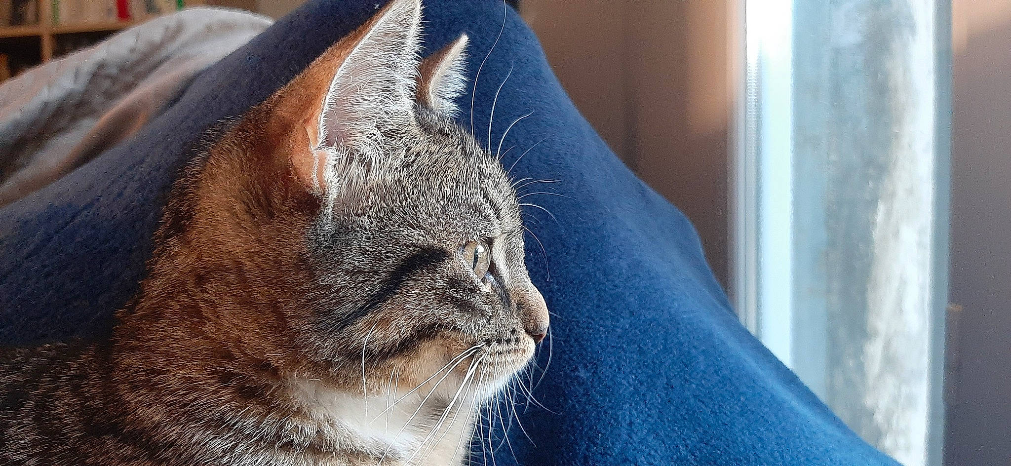 Glue a rejoint le concours — aidez-le/la à gagner de superbes lots ! carnivore, cat, close_up, comfort, domestic_short_haired_cat, electric_blue, felidae, fur, sand, small_to_medium_sized_cats, snout, terrestrial_animal, whiskers, wildlife, window