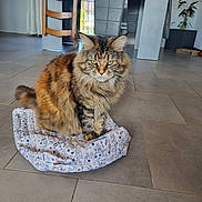 Urricane a rejoint le concours — aidez-le/la à gagner de superbes lots ! animal, calm, cat, chair, cushion, domestic, eyes, floor, fluffy, fur, furniture, home, indoor, mat, pet, plant, sitting, table, tile, window