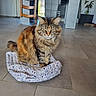 animal, calm, cat, chair, cushion, domestic, eyes, floor, fluffy, fur, furniture, home, indoor, mat, pet, plant, sitting, table, tile, window