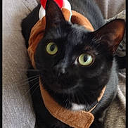 Nicki Minaj is registered to the contest to win money with this photo: animal, black_cat, cat, close_up, costume, cowboy_hat, cute, domestic_cat, fabric, funny, fur, grey_background, indoor, pet, playful, sitting, stuffed_toy, toy, whiskers, yellow_eyes