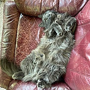 Luna is registered to the contest to win money with this photo: cat, grey_cat, fluffy, pet, feline, relaxed, lying_down, indoor, couch, leather_couch, scratched_leather, fur, whiskers, paws, tail, home, cozy, animal, domestic_animal, resting