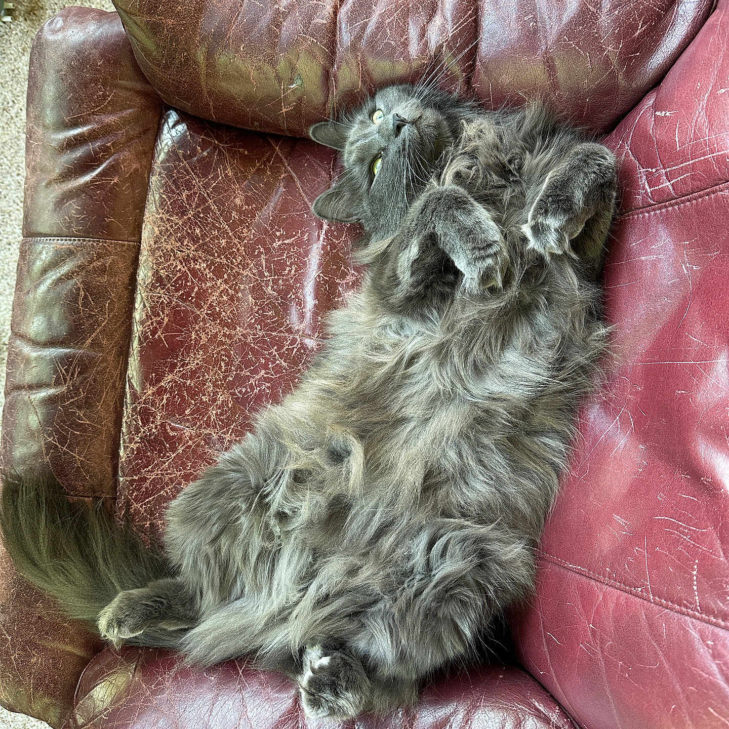Luna is registered to the contest to win money with this photo: animal, cat, couch, cozy, domestic_animal, feline, fluffy, fur, grey_cat, home, indoor, leather_couch, lying_down, paws, pet, relaxed, resting, scratched_leather, tail, whiskers