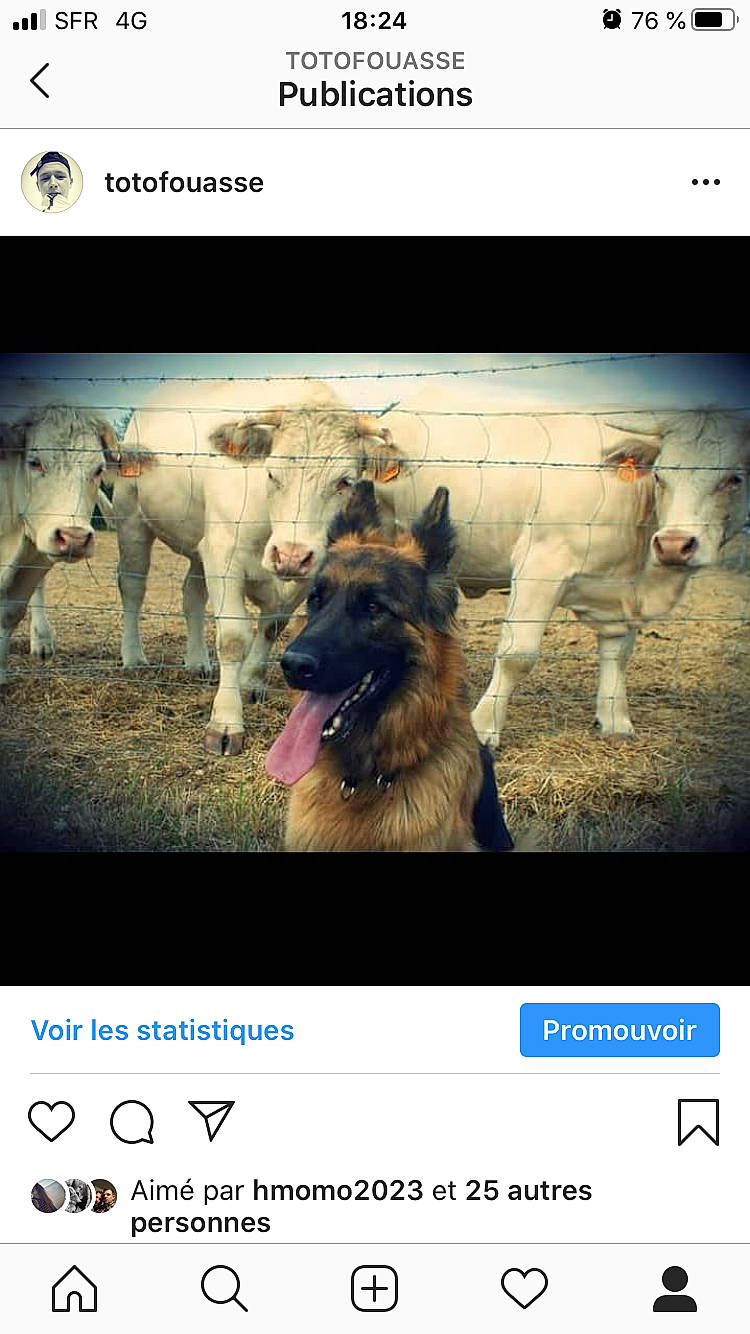 Maïna a rejoint le concours — aidez-le/la à gagner de superbes lots ! adaptation, canidae, carnivore, dog, dog_breed, german_shepherd_dog, hyena, photo_caption, photography, screenshot, street_dog, text, wildlife