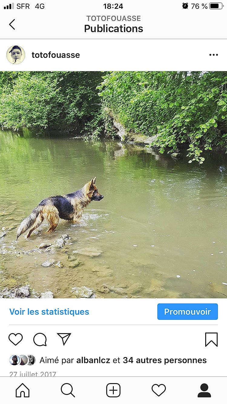 Maïna a rejoint le concours — aidez-le/la à gagner de superbes lots ! adaptation, australian_cattle_dog, canidae, carnivore, dog, dog_breed, german_shepherd_dog, hunting_dog, screenshot, water_resources, watercourse, wildlife, working_dog