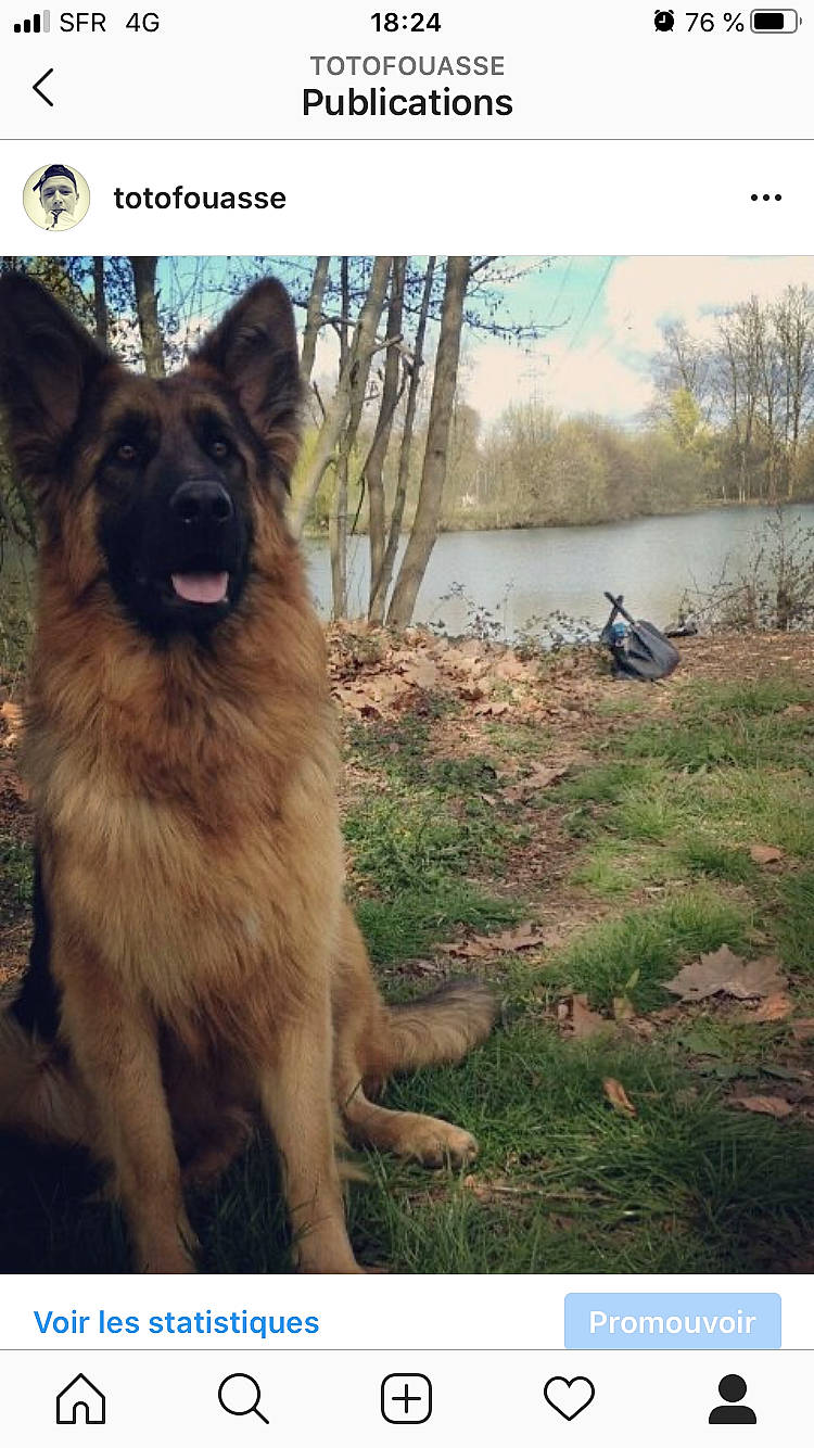 Maïna participe au concours pour gagner de l'argent avec cette photo : belgian_shepherd, belgian_shepherd_malinois, canidae, carnivore, dog, dog_breed, east_european_shepherd, german_shepherd_dog, herding_dog, king_shepherd, kunming_wolfdog, mammal, old_german_shepherd_dog, shiloh_shepherd_dog, tervuren, working_dog