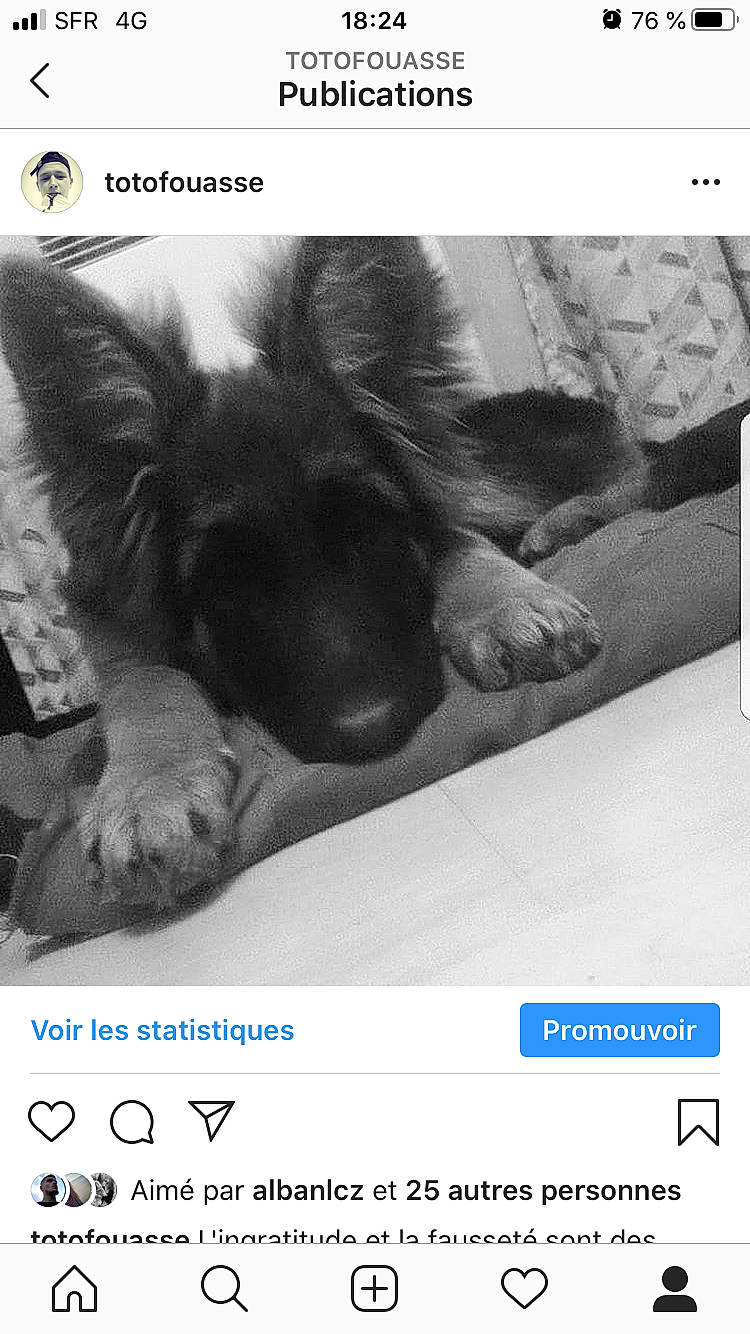 Maïna a rejoint le concours — aidez-le/la à gagner de superbes lots ! canidae, carnivore, dog_breed, font, german_shepherd_dog, photo_caption, photography, snout