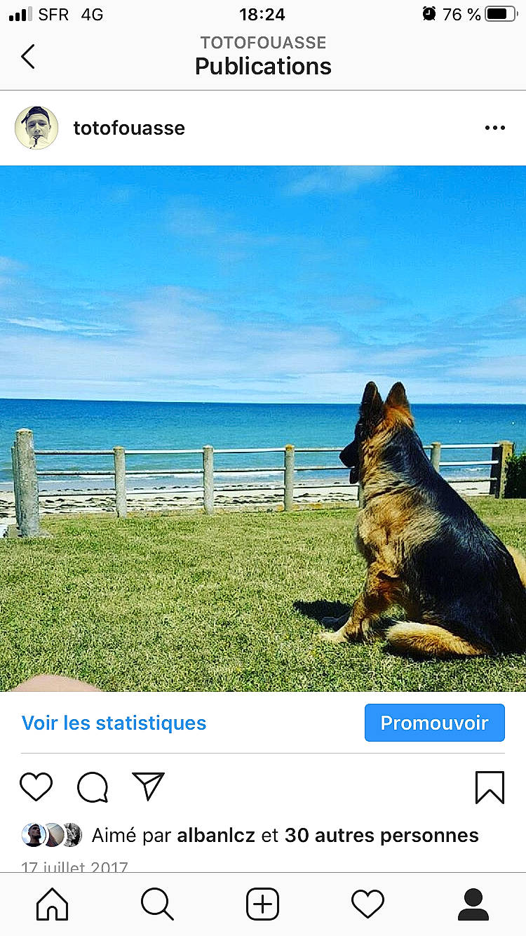Maïna a rejoint le concours — aidez-le/la à gagner de superbes lots ! adaptation, australian_cattle_dog, canidae, carnivore, dog, dog_breed, german_shepherd_dog, herding_dog, kunming_wolfdog, photography, screenshot, text, working_dog
