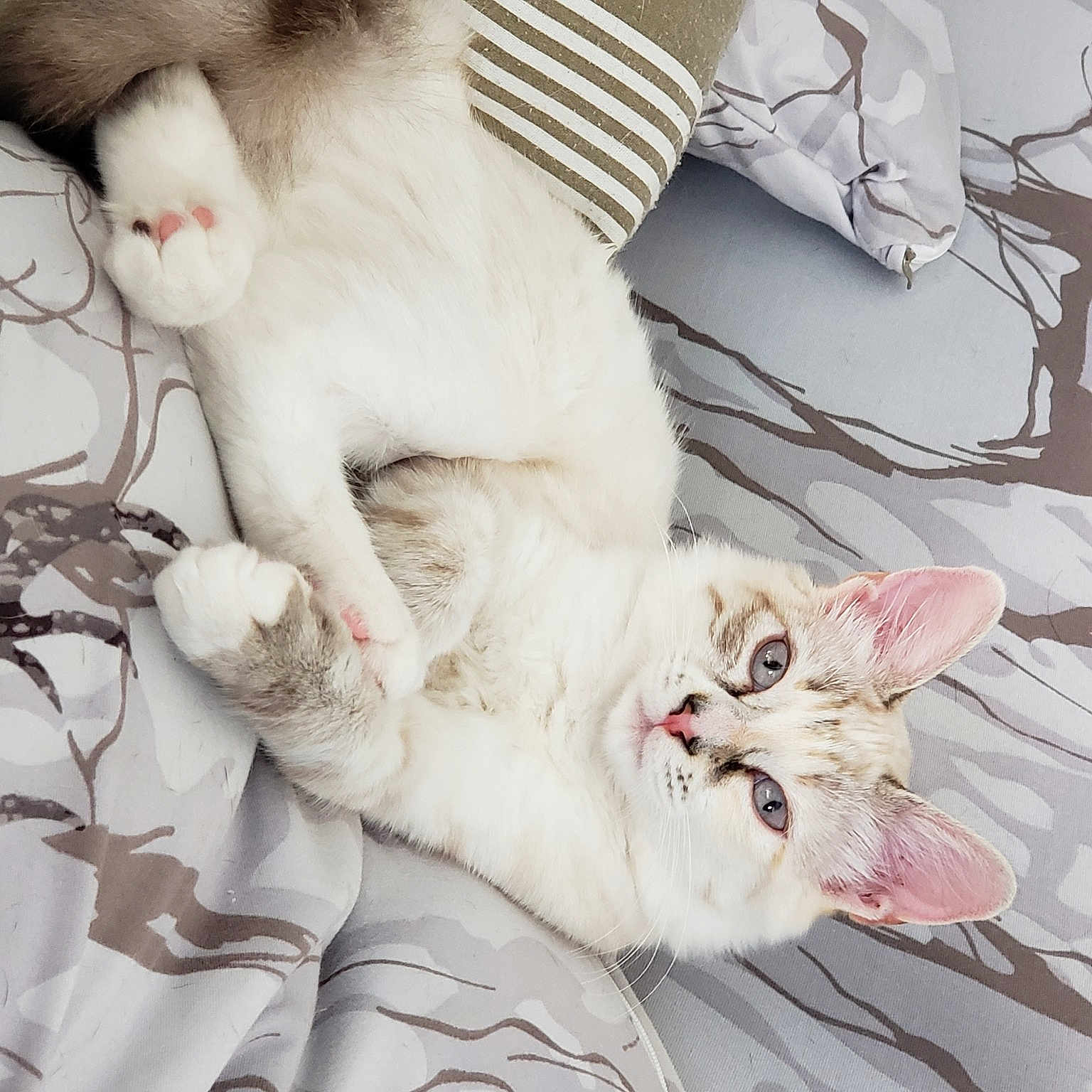 Tekila