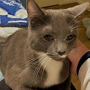 Miracle is registered to the contest to win money with this photo: cat, gray_cat, white_paws, pet, indoor, lap, hand, fur, whiskers, ears, eyes, nose, bedroom, door, blanket, comfort, cozy, animal, domestic, resting