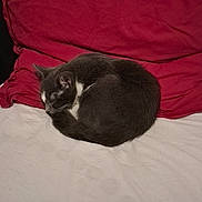 Gandalf participe au concours pour gagner de l'argent avec cette photo : cat, sleeping, gray_cat, white_fur, curled_up, blanket, pillow, red_pillow, indoor, resting, pet, feline, cozy, fur, animal, cute, domestic_cat, mammal, quiet, relaxation