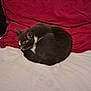 cat, sleeping, gray_cat, white_fur, curled_up, blanket, pillow, red_pillow, indoor, resting, pet, feline, cozy, fur, animal, cute, domestic_cat, mammal, quiet, relaxation