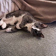 Gandalf a rejoint le concours — aidez-le/la à gagner de superbes lots ! cat, gray_cat, white_cat, pet, indoor, couch, blanket, relaxing, feline, fur, whiskers, domestic_animal, cute, resting, cozy, soft_texture, curious, lying_down, home, companion