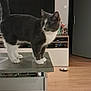 Gandalf participe au concours pour gagner de l'argent avec cette photo : cat, gray_cat, white_paws, table, living_room, television, open_door, wooden_floor, furniture, curious, pet, indoor, shelf, decor, household, domestic_animal, mammal, whiskers, four_legs, fur