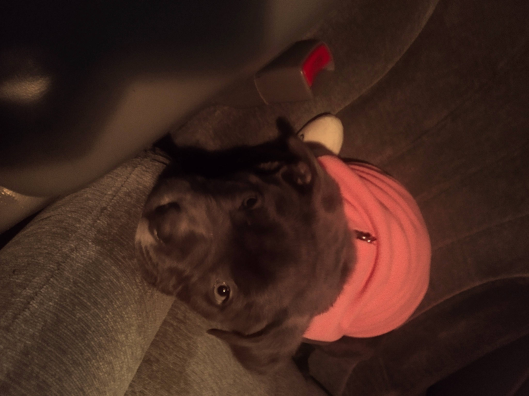 Serenity joined the competition — help win amazing prizes! carnivore, ceiling, darkness, dog, dog_breed, flesh, fur, hat, room, selfie, sleeve, snout, sporting_group, tail, tints_and_shades