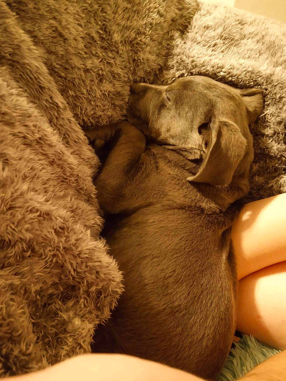 Serenity joined the competition — help win amazing prizes! abdomen, chest, comfort, fawn, foot, fur, gesture, human_leg, paw, rock, snout, stuffed_toy, teddy_bear, terrestrial_animal, textile, toy, trunk, wildlife, wood, wrinkle