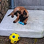 Baguira a rejoint le concours — aidez-le/la à gagner de superbes lots ! puppy, dog, toy, pacifier, soccer_ball, mattress, outdoor, stone_wall, floor, resting, brown_dog, curious, playful, pet, cement_floor, sleeping_area, corner, animal, leash, young_dog