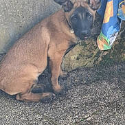 Baguira a rejoint le concours — aidez-le/la à gagner de superbes lots ! puppy, dog, animal, ears, collar, stone_wall, colorful_cloth, outdoor, curious, sitting, young, brown_fur, black_muzzle, ground, shy, pet, nature, fur, close_up, daylight