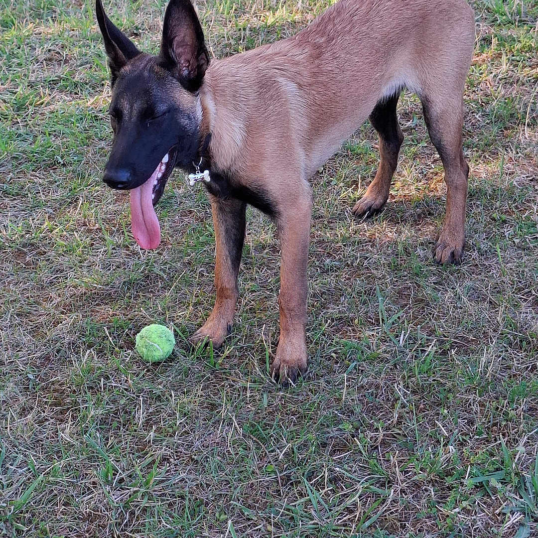 Baguira participe au concours pour gagner de l'argent avec cette photo : alert, animal, black_fur, brown_fur, canine, collar, daylight, dog, ears_up, field, grass, happy, muzzle, nature, outdoor, pet, playing, standing, tennis_ball, tongue_out