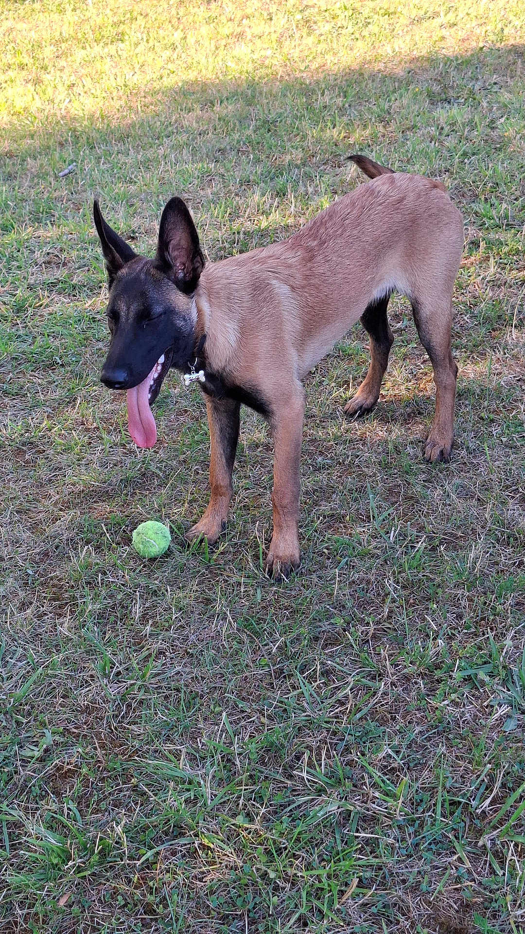 Baguira participe au concours pour gagner de l'argent avec cette photo : dog, canine, grass, outdoor, pet, animal, playing, tongue_out, tennis_ball, brown_fur, black_fur, ears_up, collar, standing, daylight, nature, field, muzzle, happy, alert