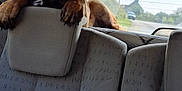 Baguira a rejoint le concours — aidez-le/la à gagner de superbes lots ! dog, car_interior, seat, headrest, paw, window, rear_window, road, house, daylight, curious, pet, animal, transportation, ears, resting, backseat, vehicle, travel, domestic_animal