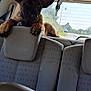 dog, car_interior, seat, headrest, paw, window, rear_window, road, house, daylight, curious, pet, animal, transportation, ears, resting, backseat, vehicle, travel, domestic_animal