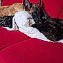 Baguira participe au concours pour gagner de l'argent avec cette photo : dog, cat, couch, blanket, red_couch, pet, cozy, snuggling, furry_friendship, indoor, animal, relaxing, companion, fur, domestic_animal, resting, cute, warmth, comfort, close