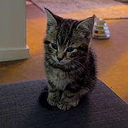 Rosie joined the competition — help win amazing prizes! kitten, tabby, cat, pet, indoor, animal, cute, fur, small, sitting, young, adorable, feline, domestic, cozy, carpet, toy, blurred_background, soft_light, portrait