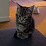kitten, tabby, cat, pet, indoor, animal, cute, fur, small, sitting, young, adorable, feline, domestic, cozy, carpet, toy, blurred_background, soft_light, portrait