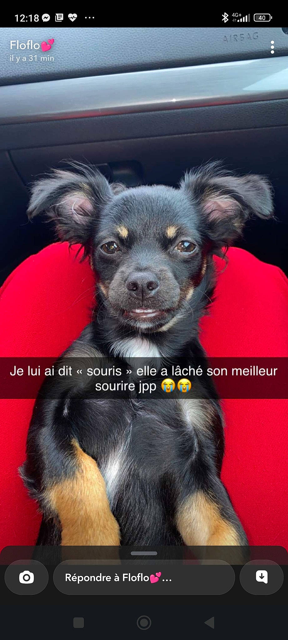 Channel a rejoint le concours — aidez-le/la à gagner de superbes lots ! canidae, carnivore, claw, comfort, companion_dog, dog, dog_breed, ear, fawn, fur, non_sporting_group, paw, snout, sporting_group, tail, terrestrial_animal, toy_dog, whiskers, working_animal