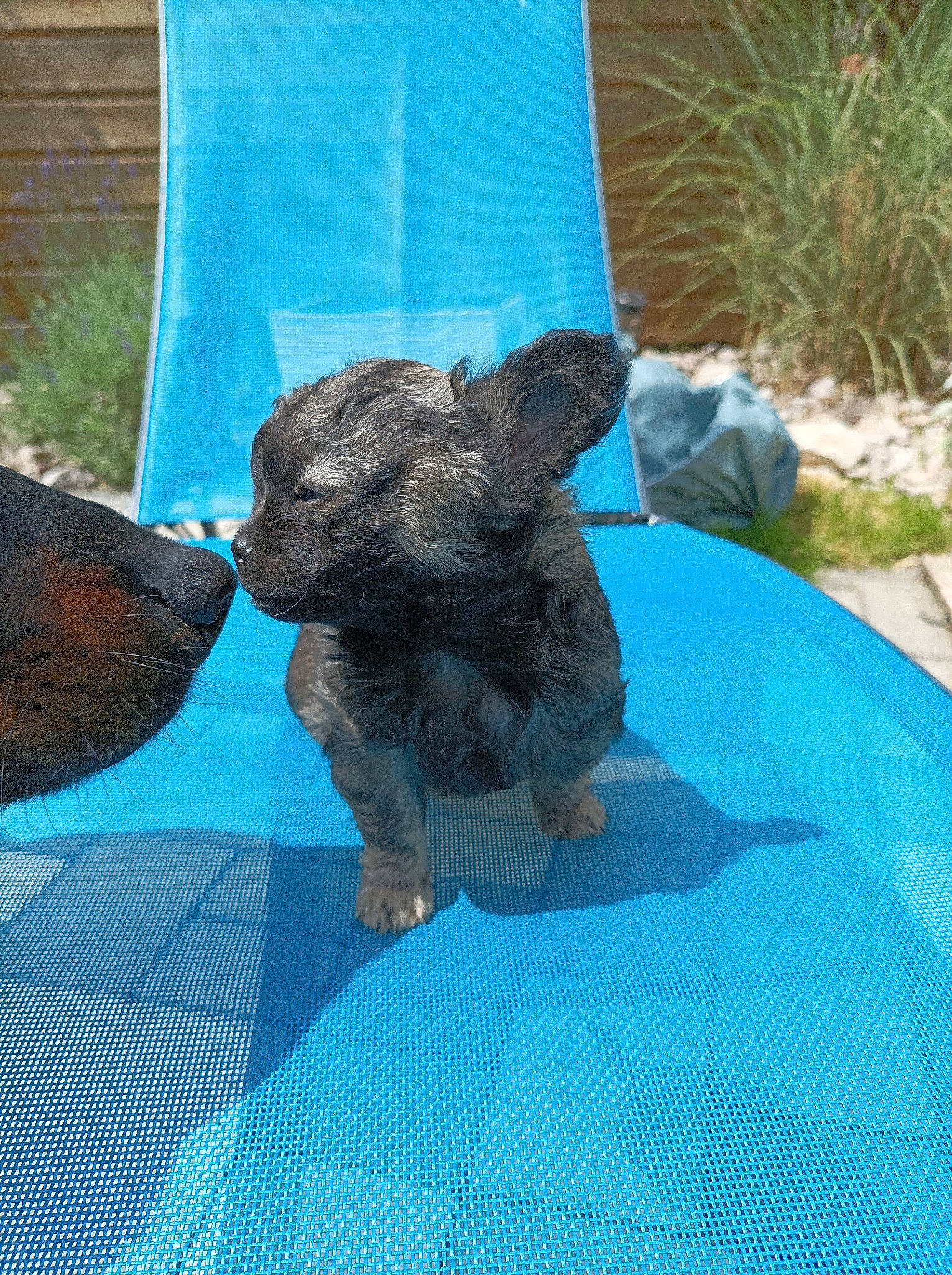 Westy a rejoint le concours — aidez-le/la à gagner de superbes lots ! blue, canidae, carnivore, companion_dog, dog, dog_breed, dog_supply, electric_blue, fawn, galliformes, grass, liver, pet_supply, phasianidae, plant, sporting_group, tail, terrestrial_animal, toy_dog, working_animal