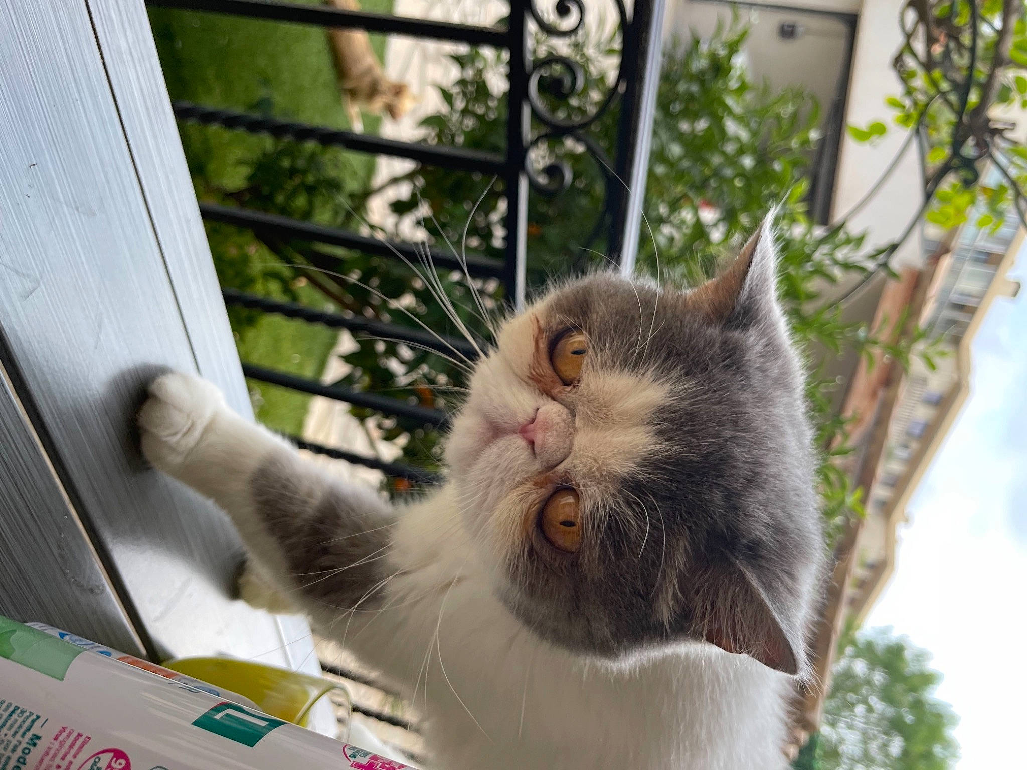 Isy participe au concours pour gagner de l'argent avec cette photo : animal_shelter, box, carnivore, cat, claw, domestic_short_haired_cat, felidae, fence, fur, grass, paw, plant, small_to_medium_sized_cats, snout, tail, tree, twig, whiskers, window, wood