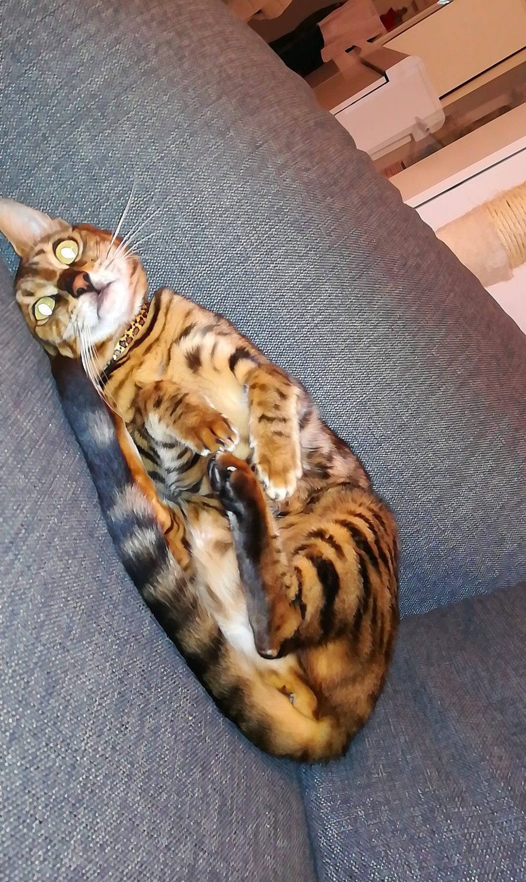 Pépite participe au concours pour gagner de l'argent avec cette photo : american_shorthair, asian, bengal, carnivore, cat, dragon_li, european_shorthair, felidae, ocicat, small_to_medium_sized_cats, sokoke, tabby_cat, tail, toyger, whiskers