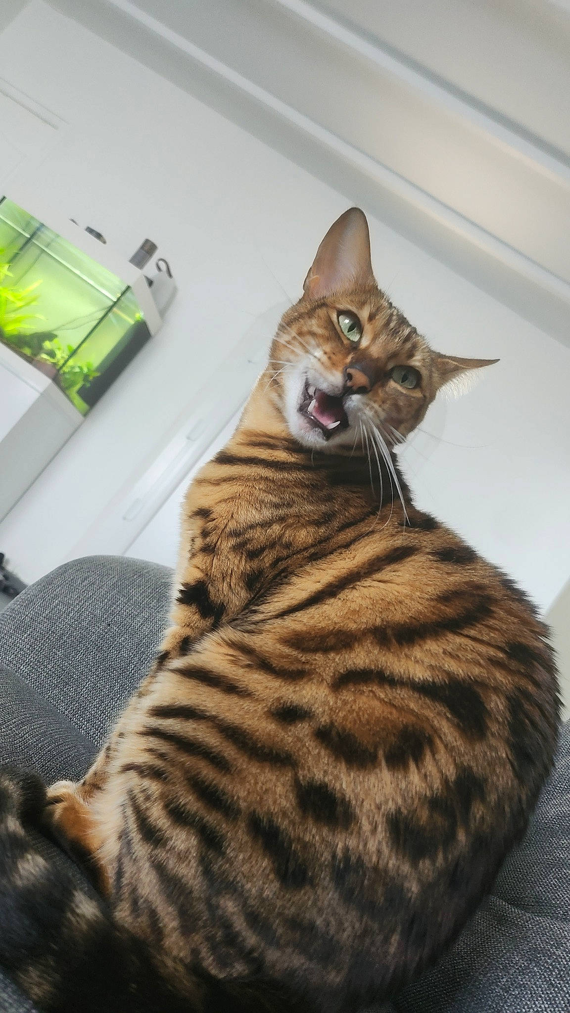 Pépite participe au concours pour gagner de l'argent avec cette photo : carnivore, cat, comfort, domestic_short_haired_cat, event, fawn, felidae, foot, fur, paw, room, sitting, small_to_medium_sized_cats, snout, tail, terrestrial_animal, whiskers, wildlife, wood