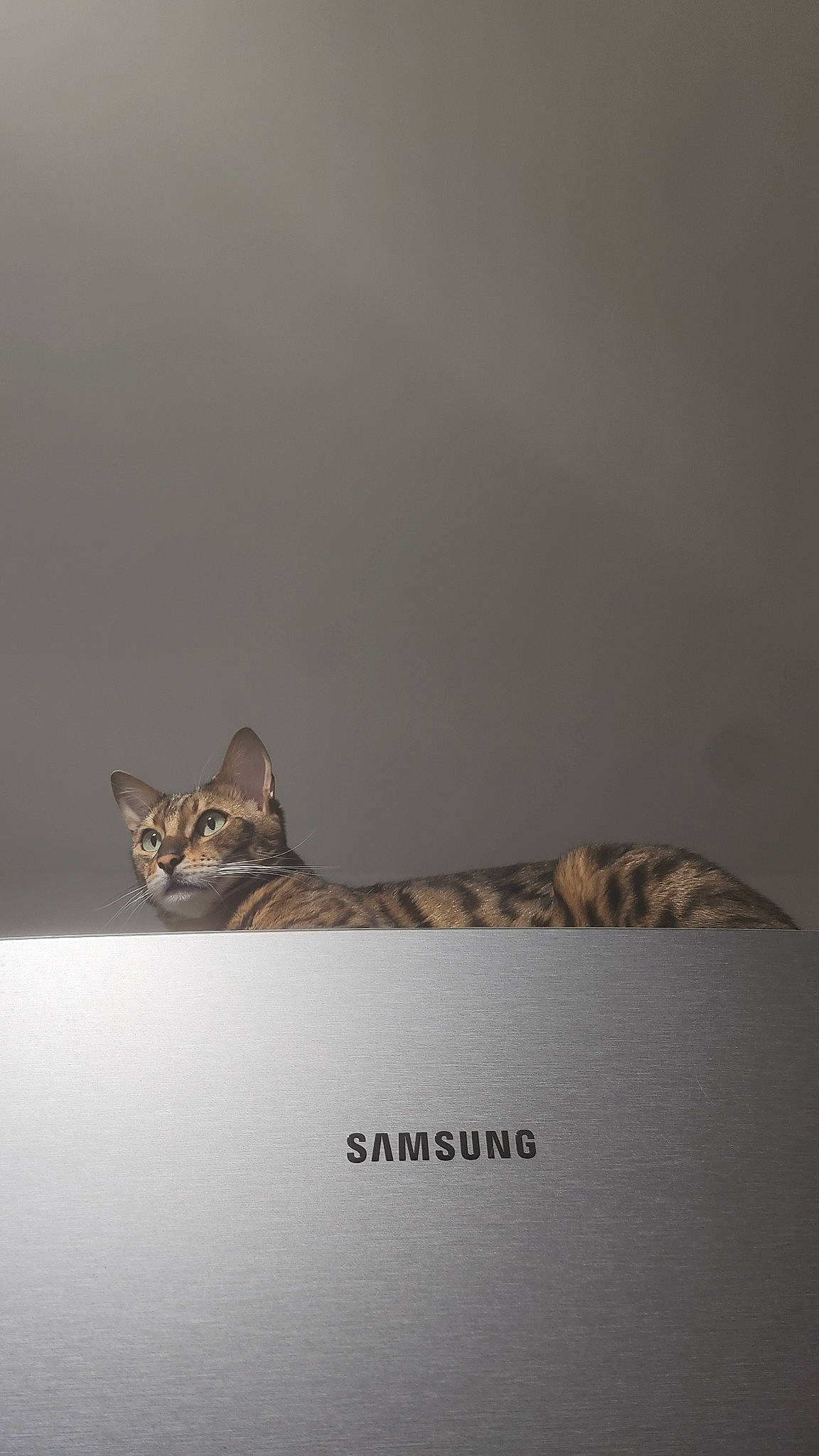 Pépite participe au concours pour gagner de l'argent avec cette photo : carnivore, cat, comfort, domestic_short_haired_cat, felidae, fur, paw, room, small_to_medium_sized_cats, tail, terrestrial_animal, whiskers, wildlife, window, wood