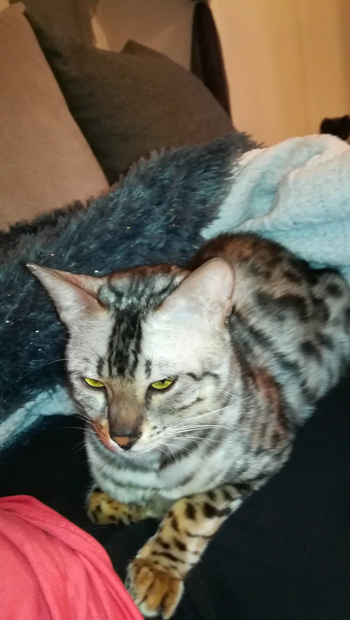 Plume a rejoint le concours — aidez-le/la à gagner de superbes lots ! american_shorthair, asian, australian_mist, bengal, california_spangled, carnivore, cat, domestic_short_haired_cat, dragon_li, egyptian_mau, european_shorthair, felidae, mammal, ocicat, savannah, small_to_medium_sized_cats, tabby_cat, toyger, vertebrate, whiskers