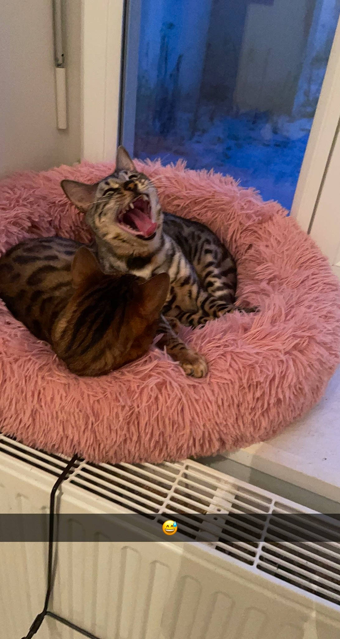 Plume participe au concours pour gagner de l'argent avec cette photo : bed, bed_sheet, bedding, carnivore, cat, cat_bed, cat_supply, comfort, domestic_short_haired_cat, felidae, flooring, fur, linens, room, small_to_medium_sized_cats, snout, tail, terrestrial_animal, whiskers, wood