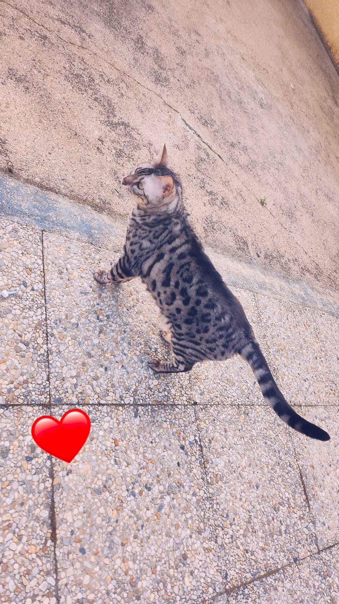 Plume participe au concours pour gagner de l'argent avec cette photo : asphalt, carmine, carnivore, cat, domestic_short_haired_cat, eyewear, fashion_accessory, fawn, felidae, road, road_surface, shadow, sidewalk, small_to_medium_sized_cats, snout, soil, tail, terrestrial_animal, whiskers, wood