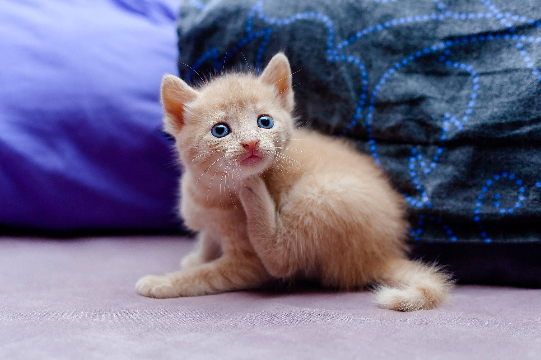 Tsubasa participe au concours pour gagner de l'argent avec cette photo : carnivore, cat, cat_supply, claw, comfort, domestic_short_haired_cat, electric_blue, fawn, felidae, fur, paw, photo_caption, sitting, small_to_medium_sized_cats, snout, tail, whiskers, window