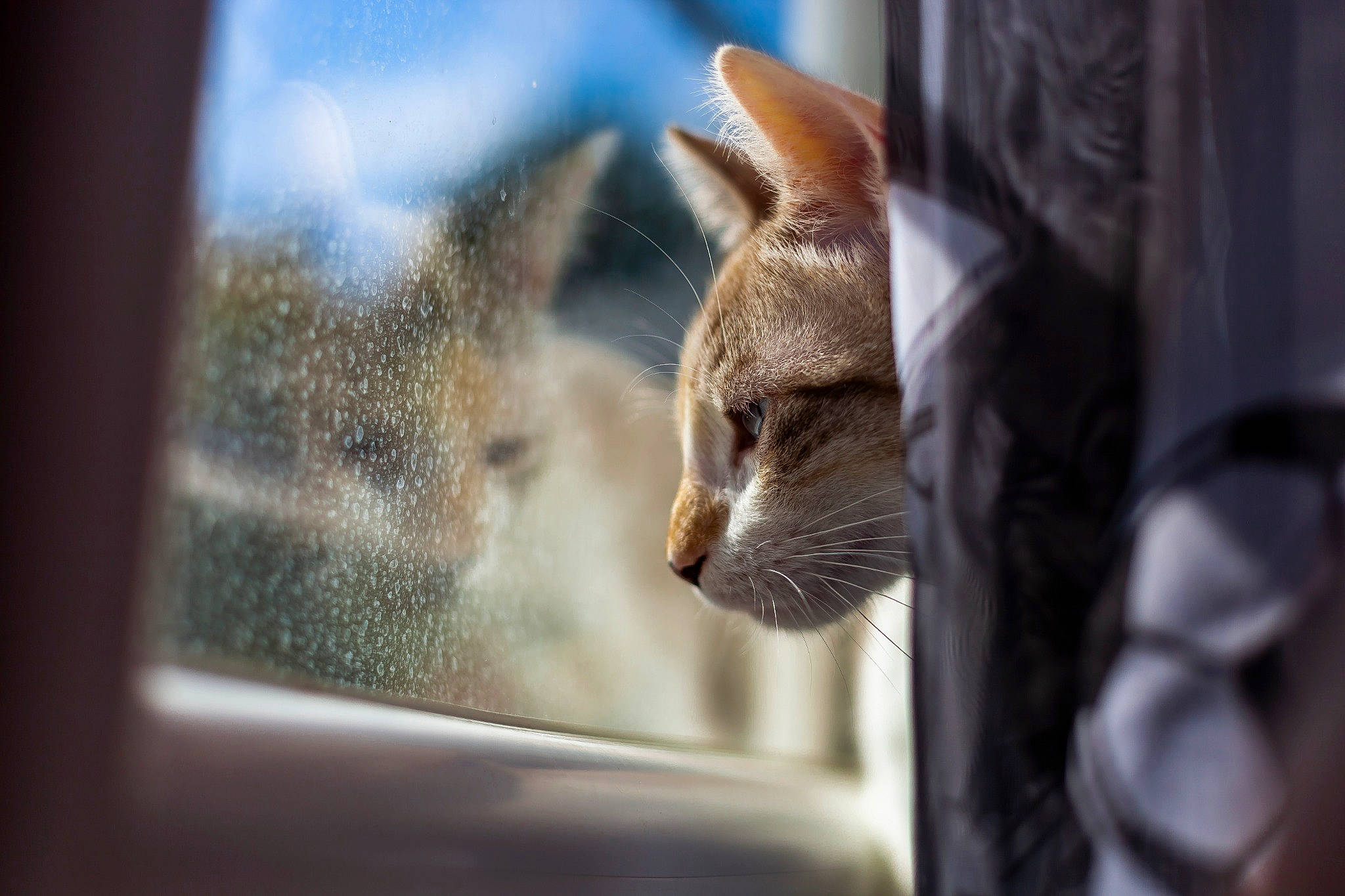 Kimy a rejoint le concours — aidez-le/la à gagner de superbes lots ! abyssinian, carnivore, cat, fawn, felidae, fur, small_to_medium_sized_cats, snout, whiskers, wildlife, window