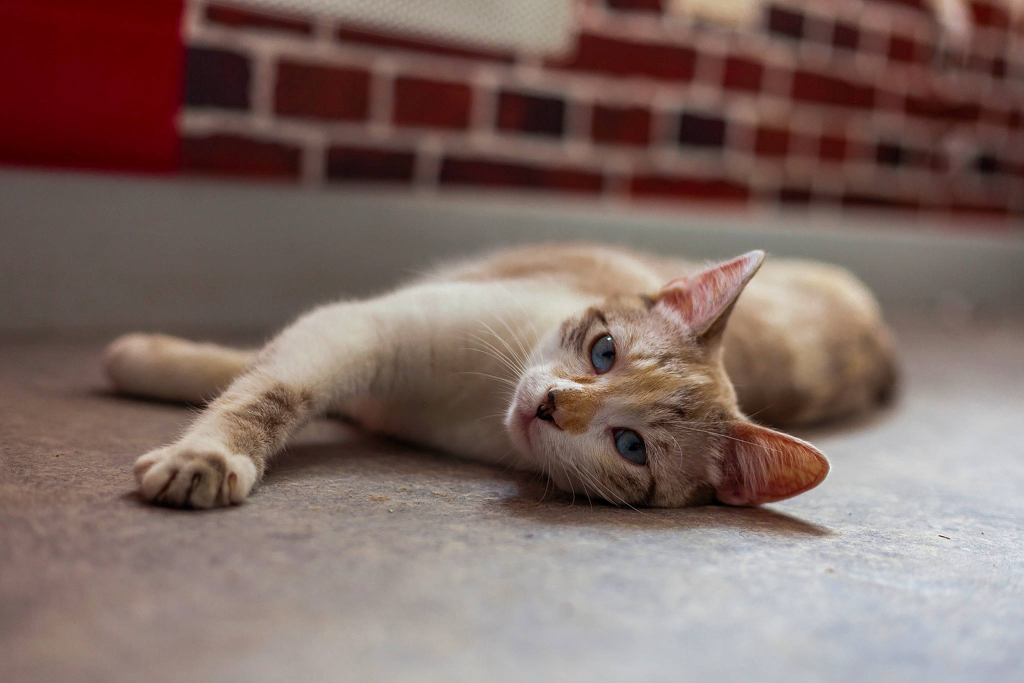 Kimy a rejoint le concours — aidez-le/la à gagner de superbes lots ! aegean_cat, asian, carnivore, cat, devon_rex, domestic_short_haired_cat, felidae, kitten, mammal, nap, paw, singapura, small_to_medium_sized_cats, snout, whiskers