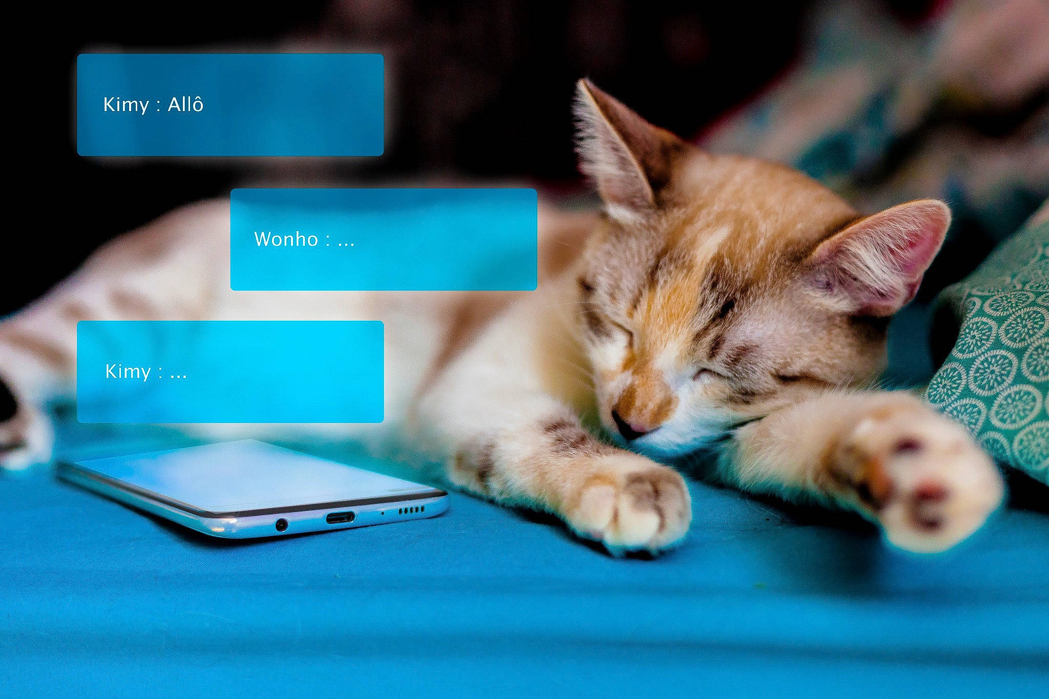 Kimy participe au concours pour gagner de l'argent avec cette photo : aegean_cat, asian, burmilla, carnivore, cat, colorpoint_shorthair, domestic_short_haired_cat, ear, european_shorthair, felidae, kitten, ocicat, paw, photo_caption, singapura, small_to_medium_sized_cats, tabby_cat, technology, whiskers