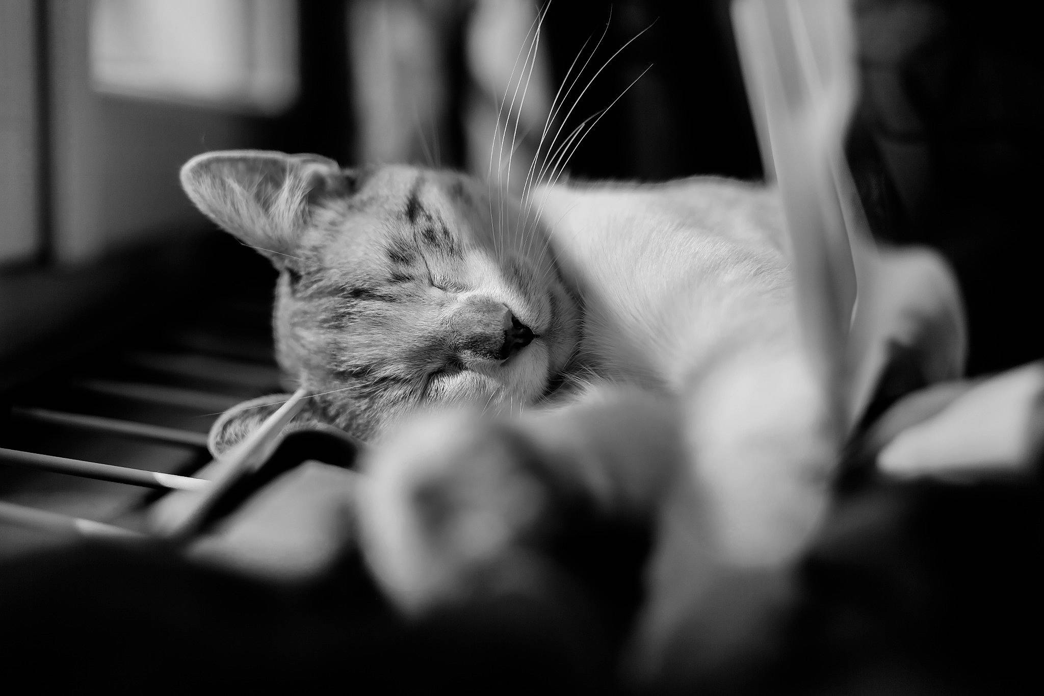 Kimy a rejoint le concours — aidez-le/la à gagner de superbes lots ! black, black_and_white, carnivore, cat, ear, eye, felidae, hand, kitten, leg, monochrome, monochrome_photography, photography, small_to_medium_sized_cats, snapshot, snout, still_life_photography, style, whiskers, white